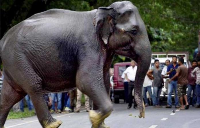 elephant