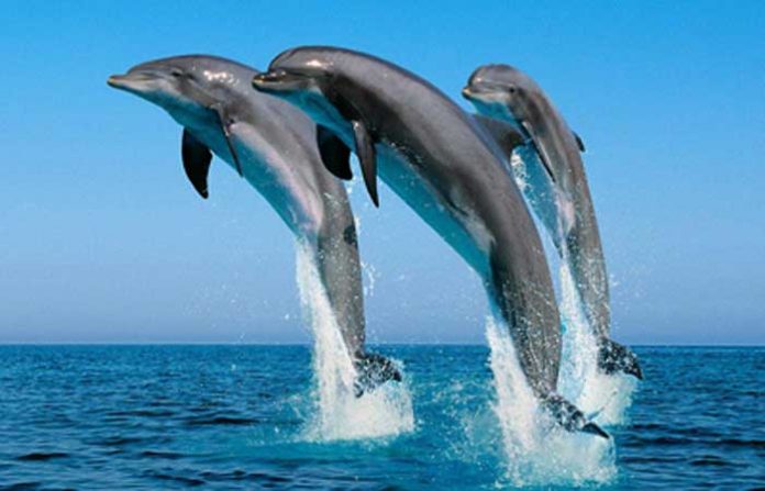 dolphine