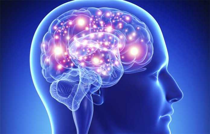 brain