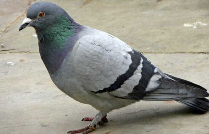 pigeon