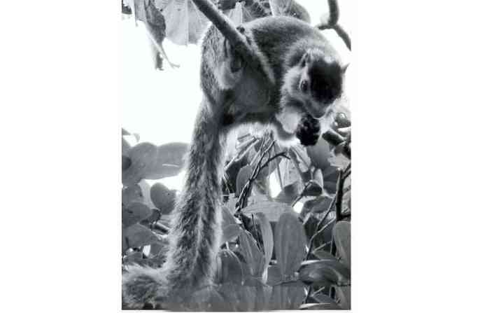 squirrel