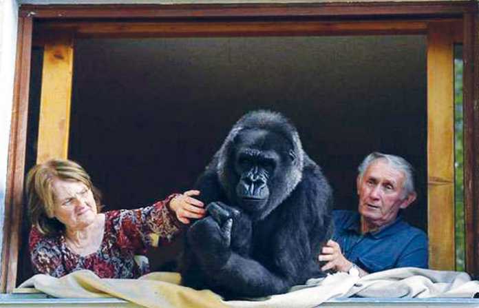 couple-with-gorilla