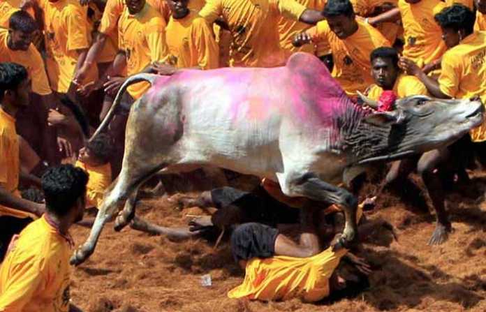 jallikattu