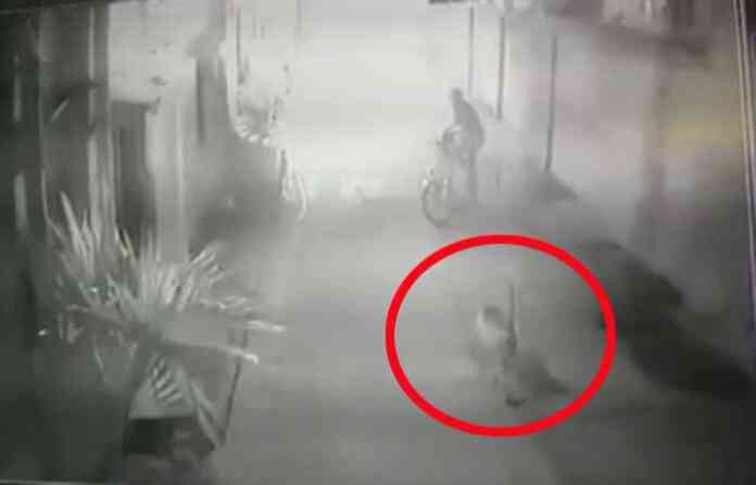 monkey-pune