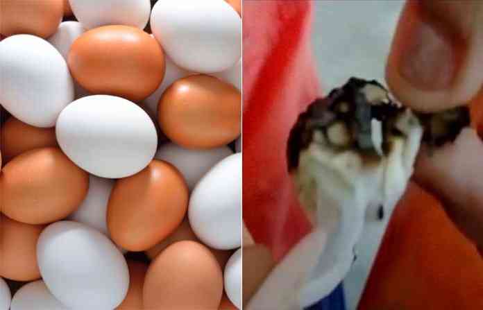 eggs