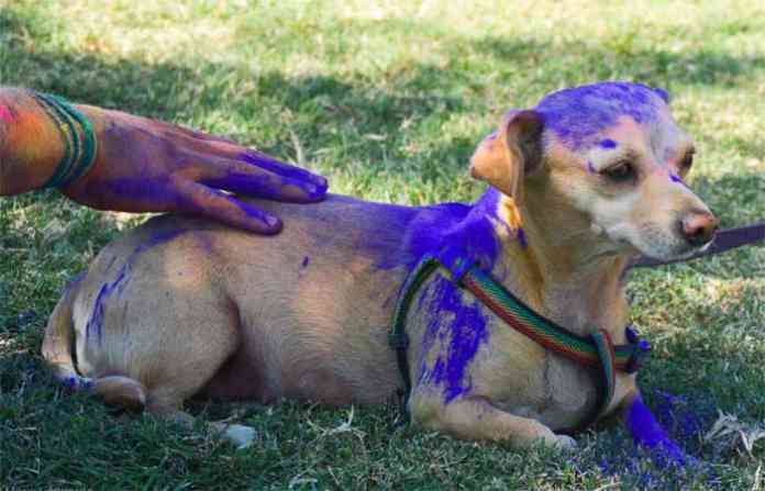 pets-in-holi