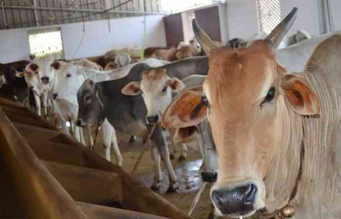 cow