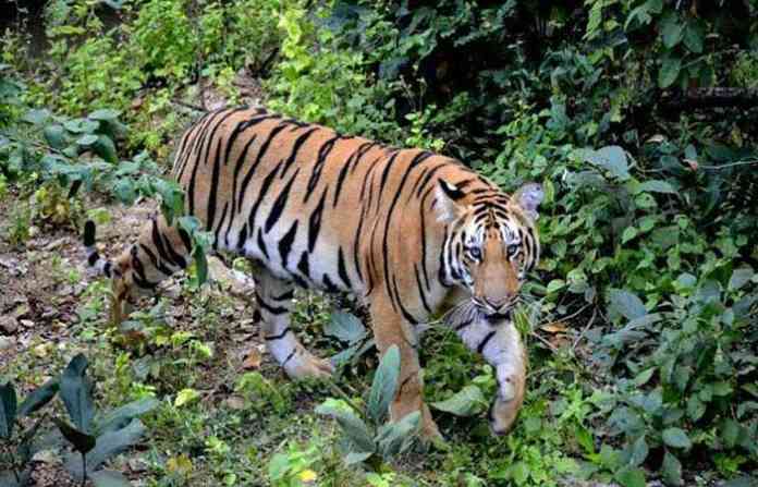 shinivas-tiger