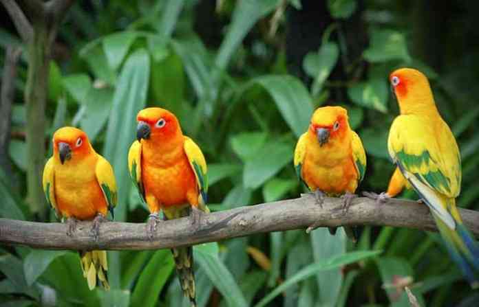 bird