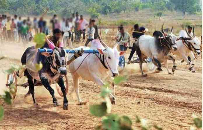 bullock-cart-race