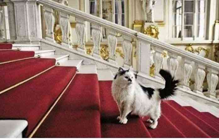 cats