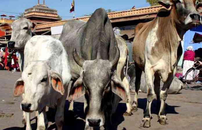 cow-generic_650x400_8144499