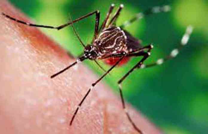 dengue