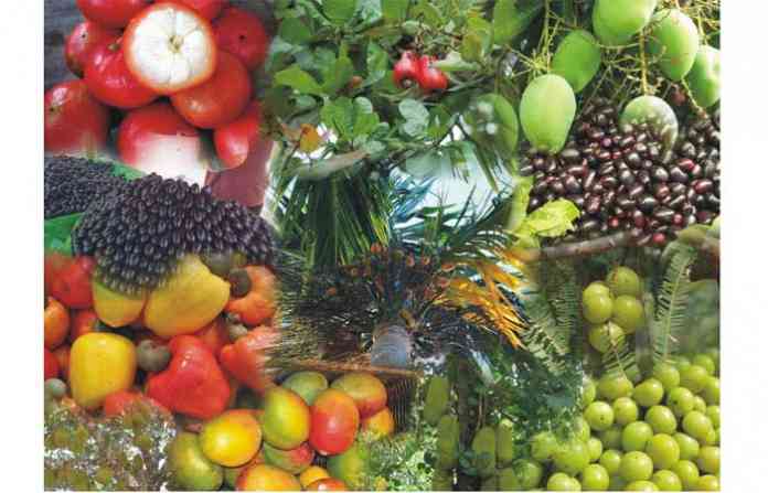 forest-fruit