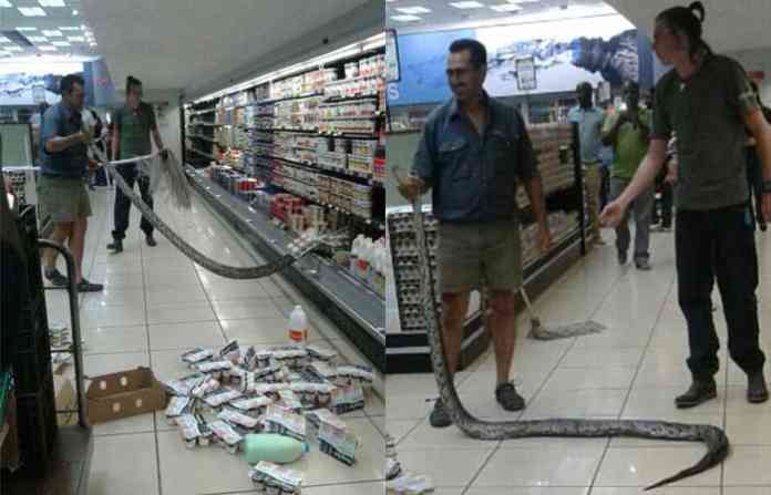 snakes-in-stores