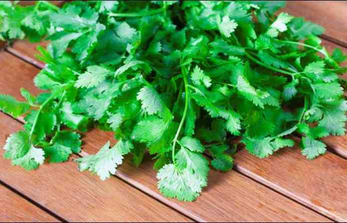 coriander