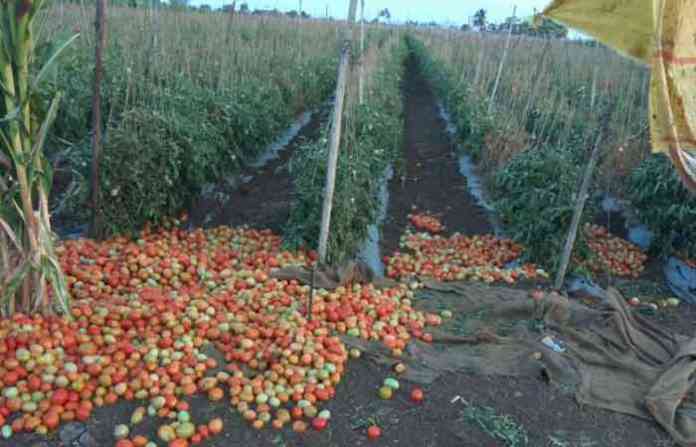 tomato-andolan