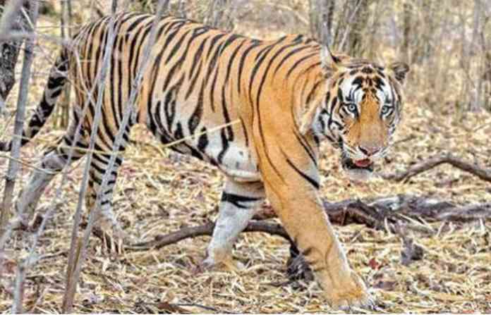 bahubali-2-tiger