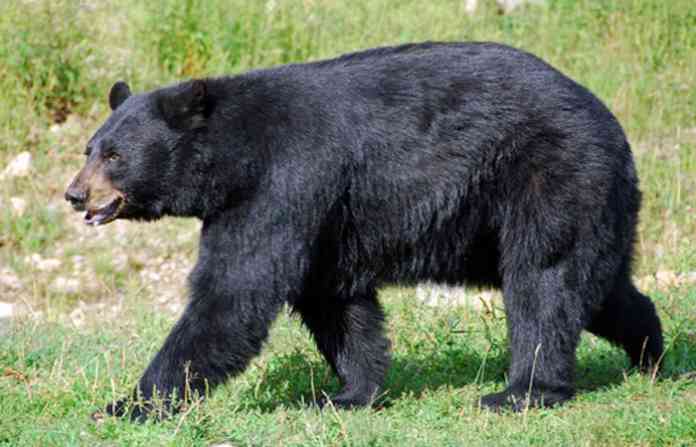 black-bear