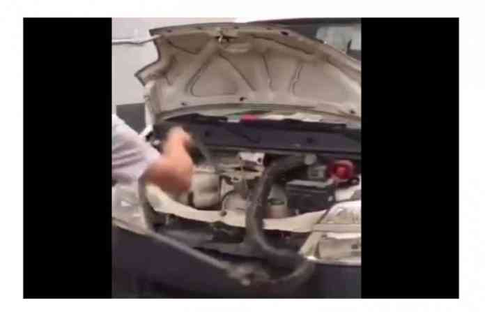 cobra-in-car
