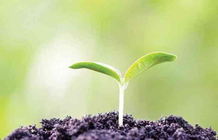 plant