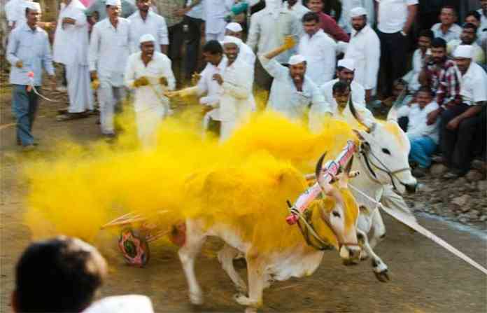 bullock-cart_bailgada-shary