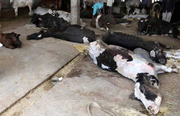 cow-dead-kach