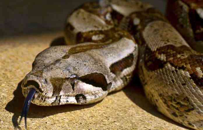 boa-constrictors-python