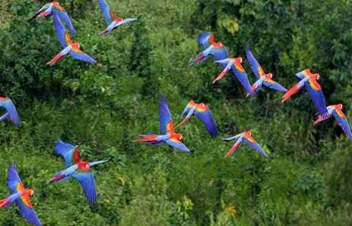 birds-in-jungle