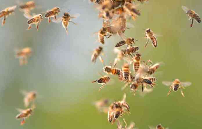 honybee