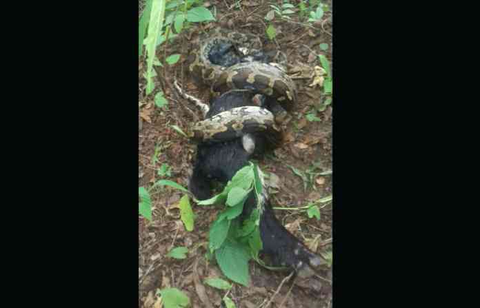 python