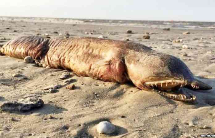 strange-creature-on-coast-o