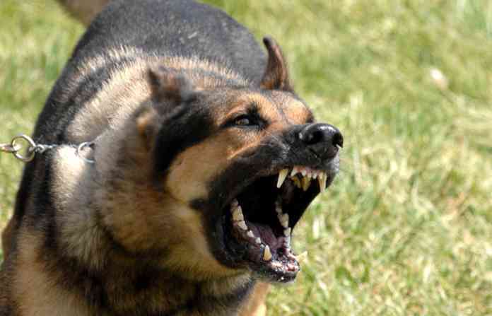 barking-dog