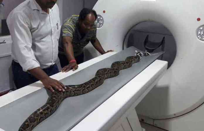 snake-ct-scan