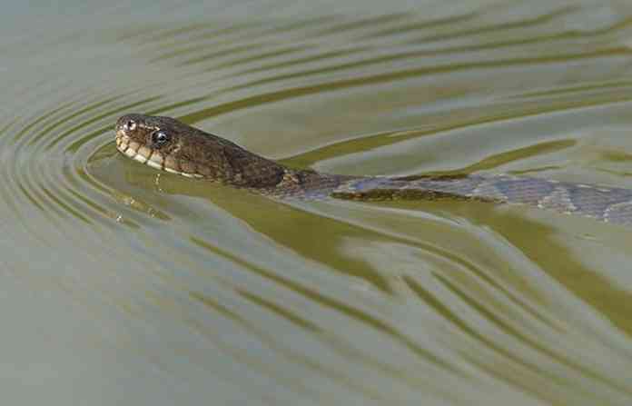 water-snake