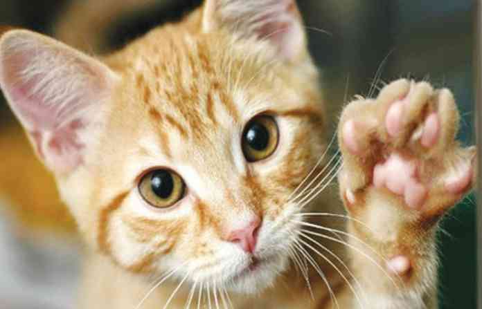 cat1