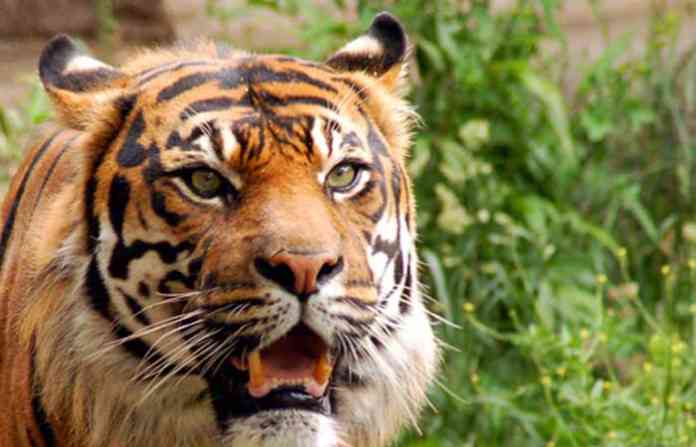 tiger-1