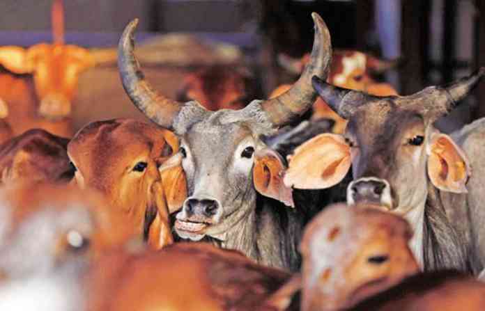 beef-ban-hr
