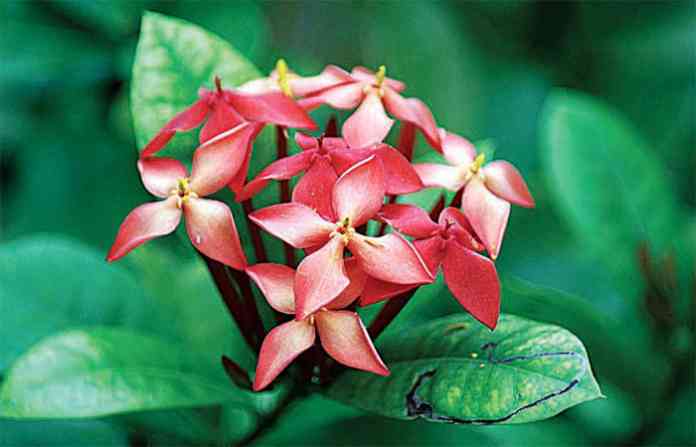 flowers-1