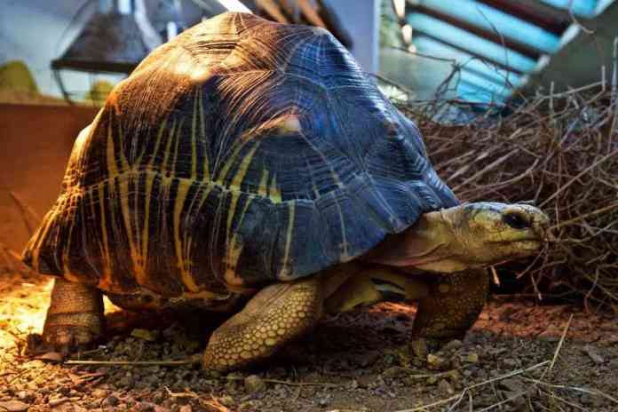 fredy-tortoise
