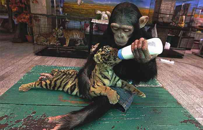 kindness-in-animal