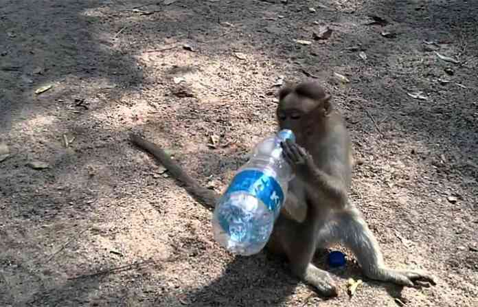 monkey-drink-water