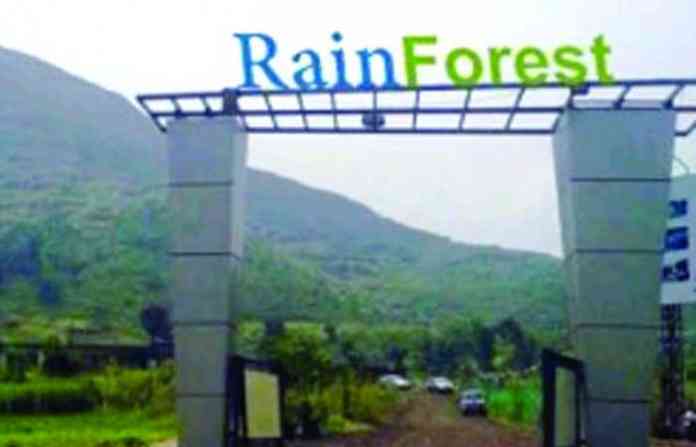 rain-forrest