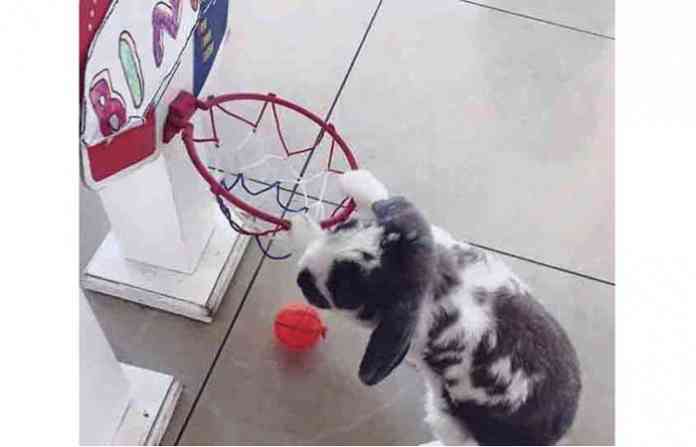 rabbit_b_260917