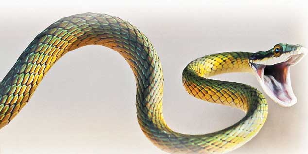 snake1