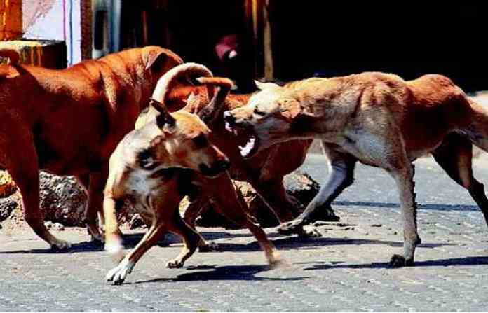 street-dogs-bite
