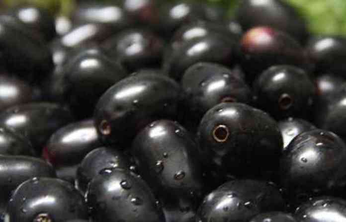 black-plum-jambolan