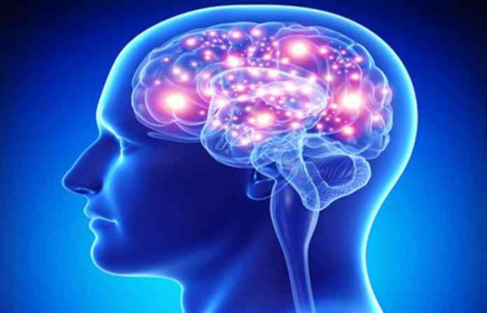 brain
