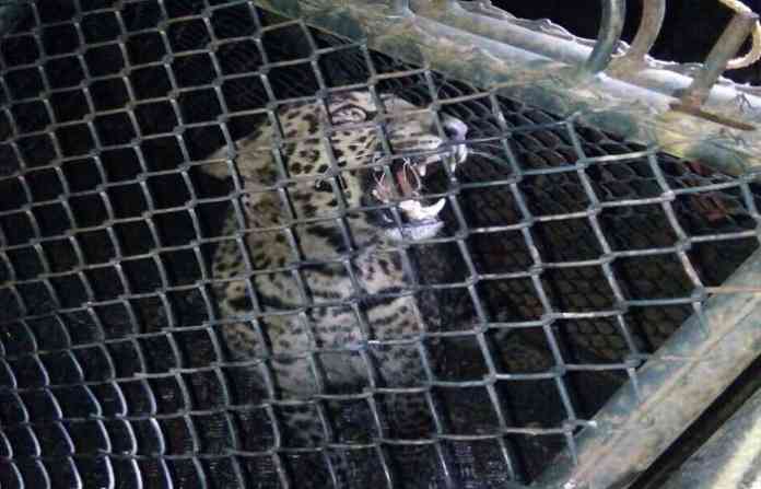leopard
