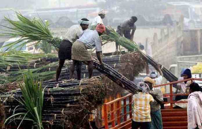 sugarcane